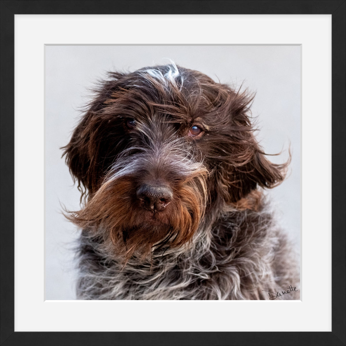Salt and Whiskers Canine Photography Limited edition of 50