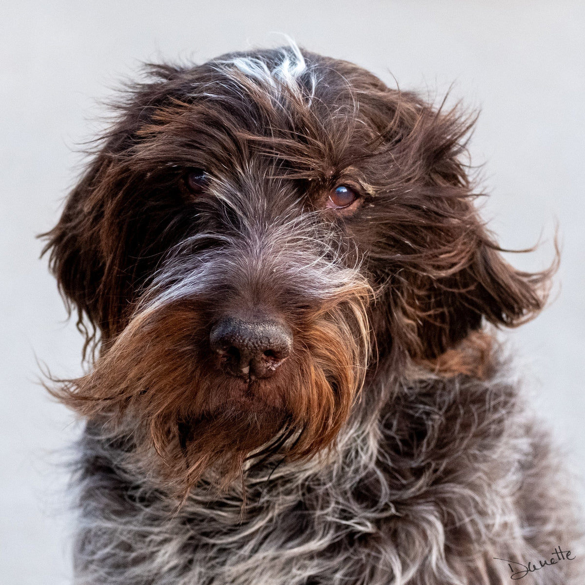 Salt and Whiskers Canine Photography Limited edition of 50
