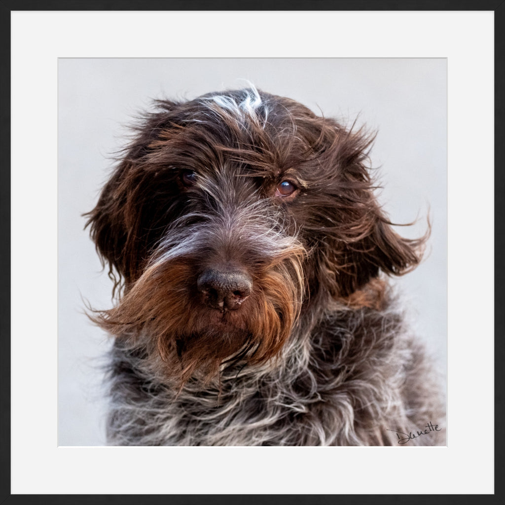 Salt and Whiskers Canine Photography Limited edition of 50