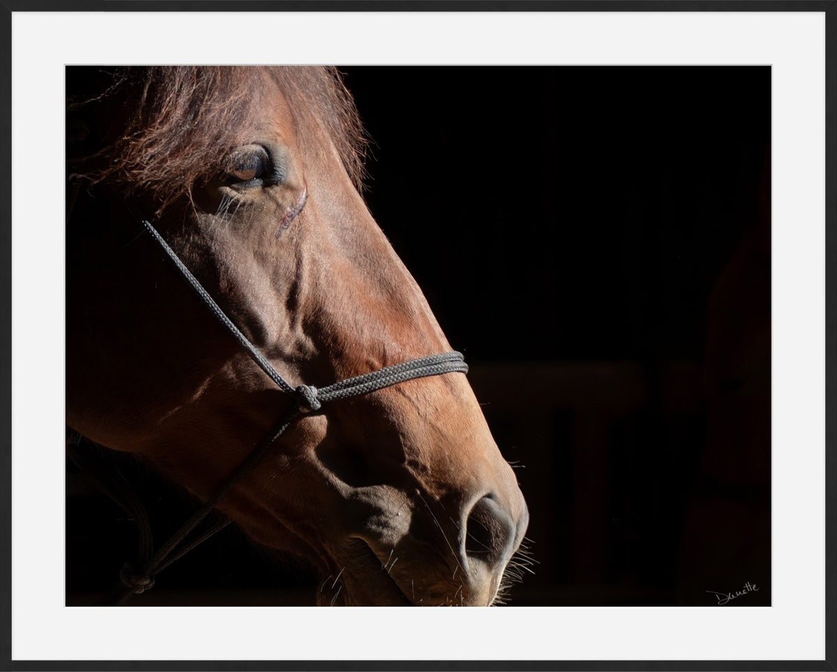 Ruth A Quiet Portrait of Equine Grace Horse Photography Limited Edition of 50