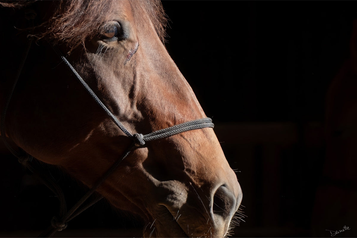 Ruth A Quiet Portrait of Equine Grace Horse Photography Limited Edition of 50