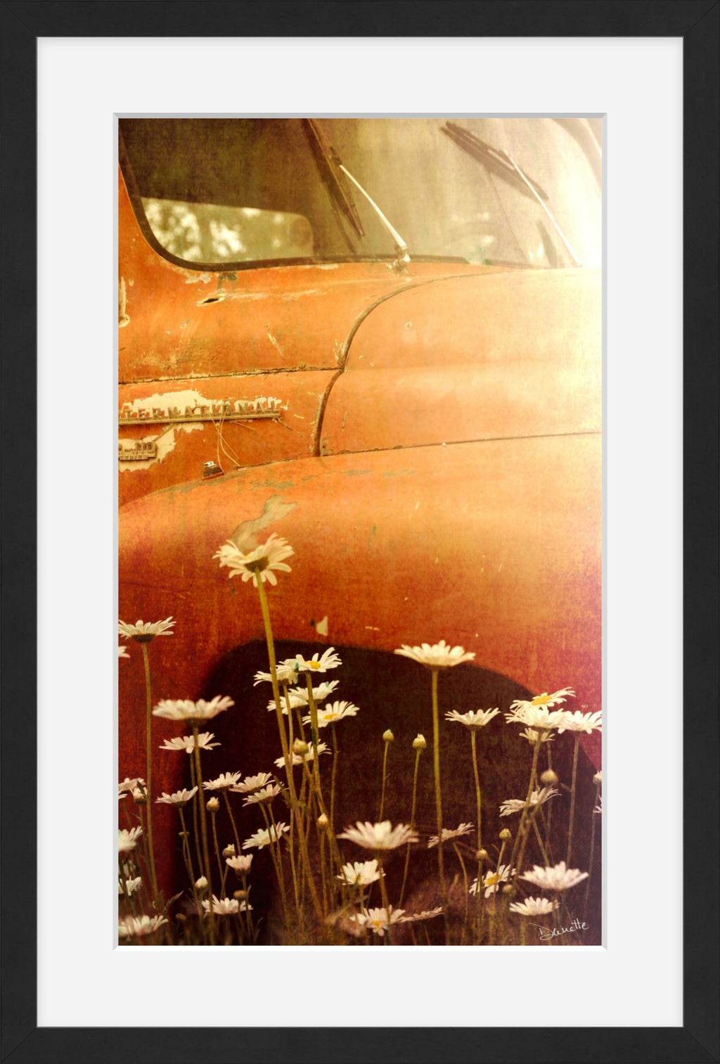 Old International R-110 Truck in Daisy Field – Rustic Flower Truck Print