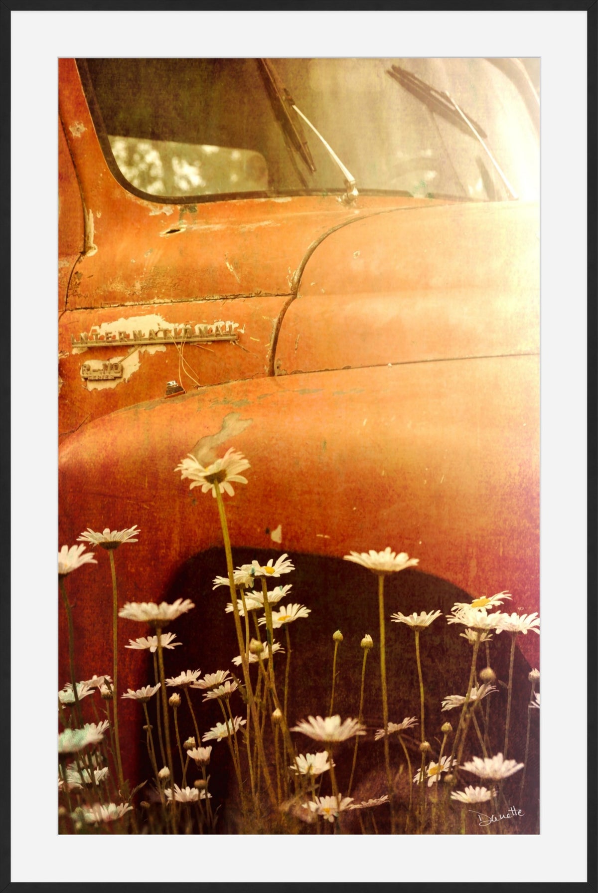 Old International R-110 Truck in Daisy Field – Rustic Flower Truck Print