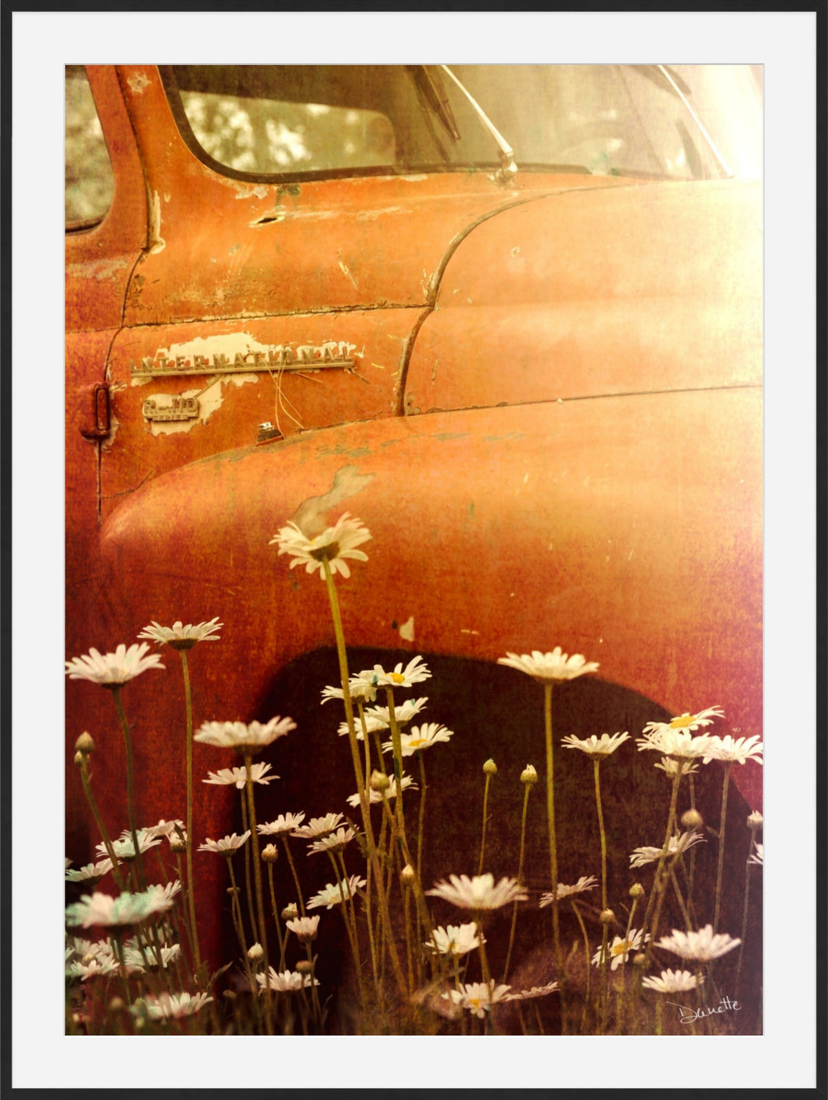 Old International R-110 Truck in Daisy Field – Rustic Flower Truck Print