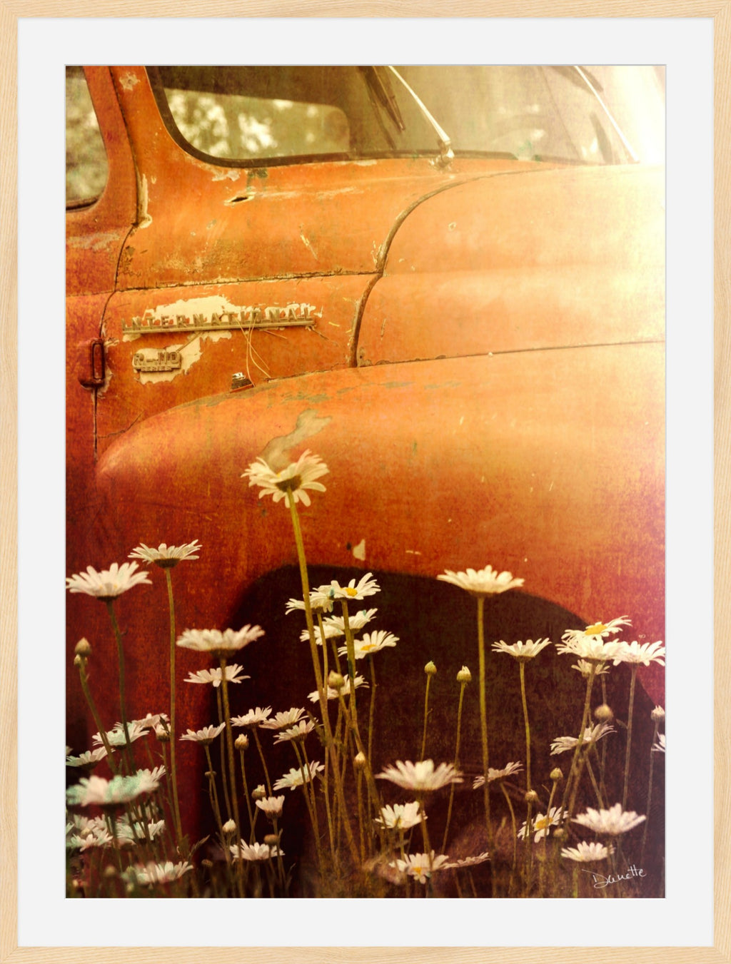 Old International R-110 Truck in Daisy Field – Rustic Flower Truck Print