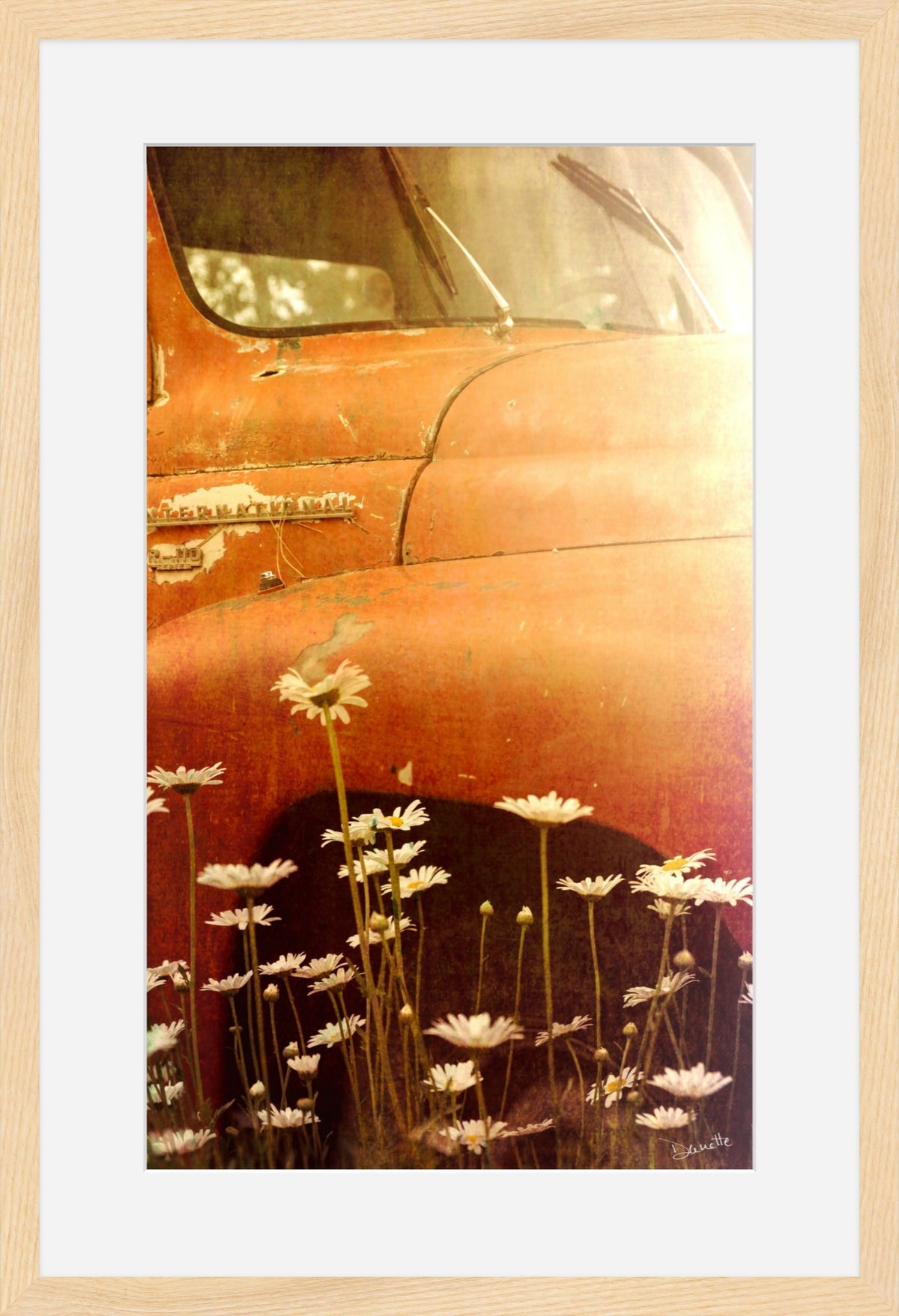 Old International R-110 Truck in Daisy Field – Rustic Flower Truck Print