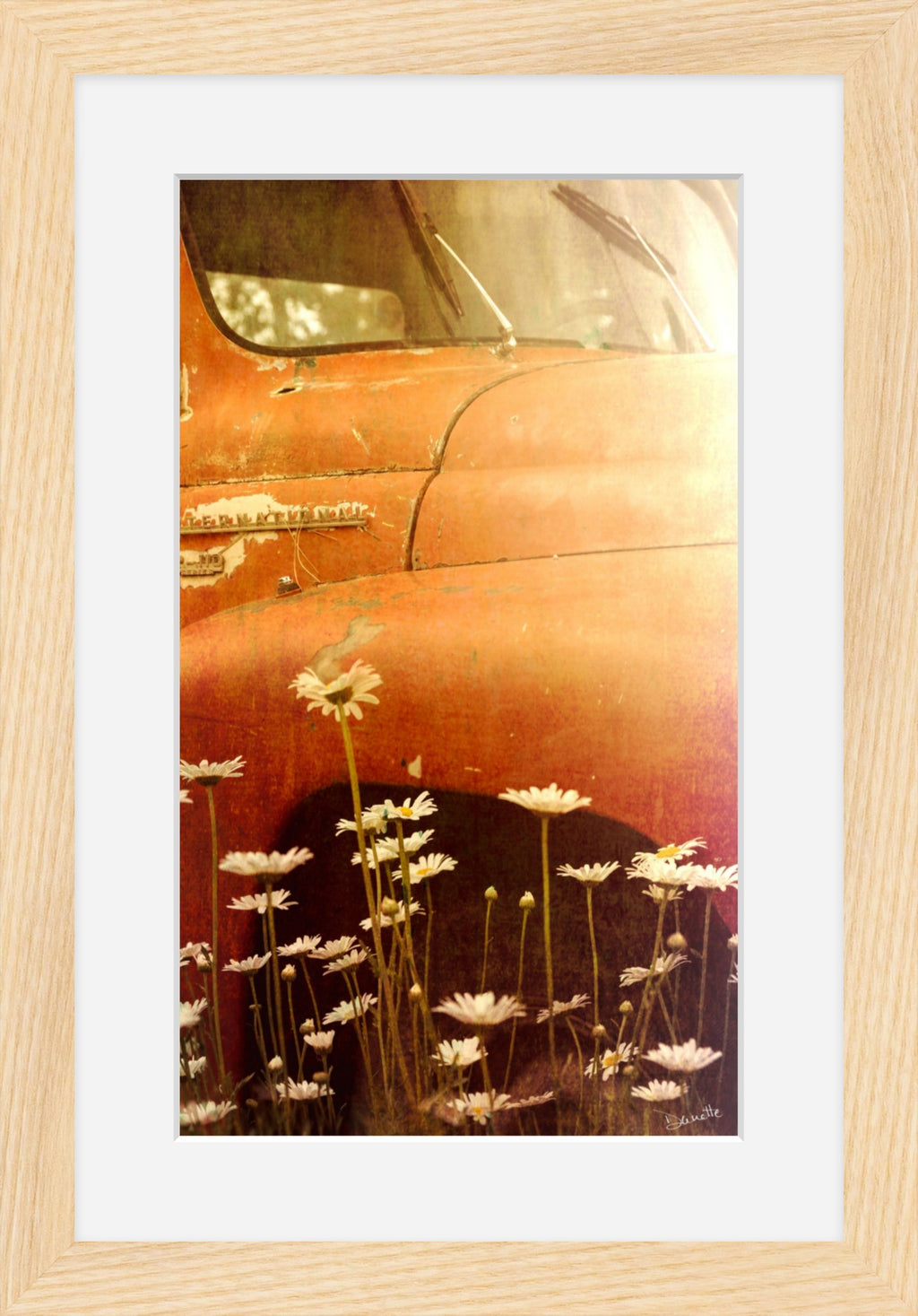 Old International R-110 Truck in Daisy Field – Rustic Flower Truck Print