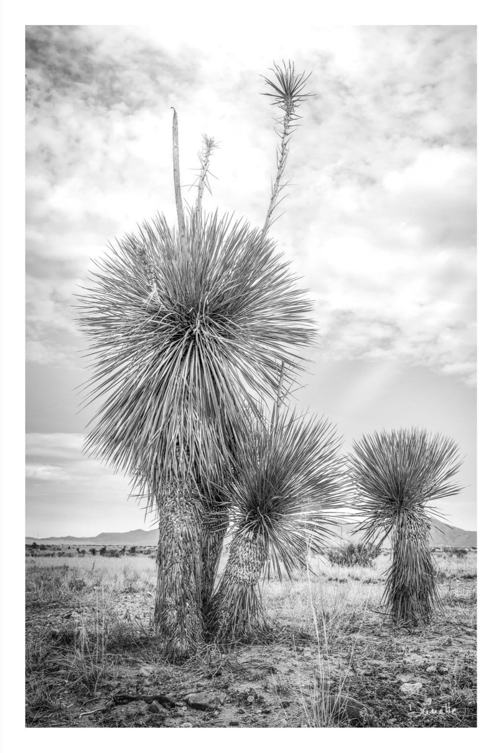 Aspero Black & White Yucca Desert Fine Art Photography Limited Edition of 50