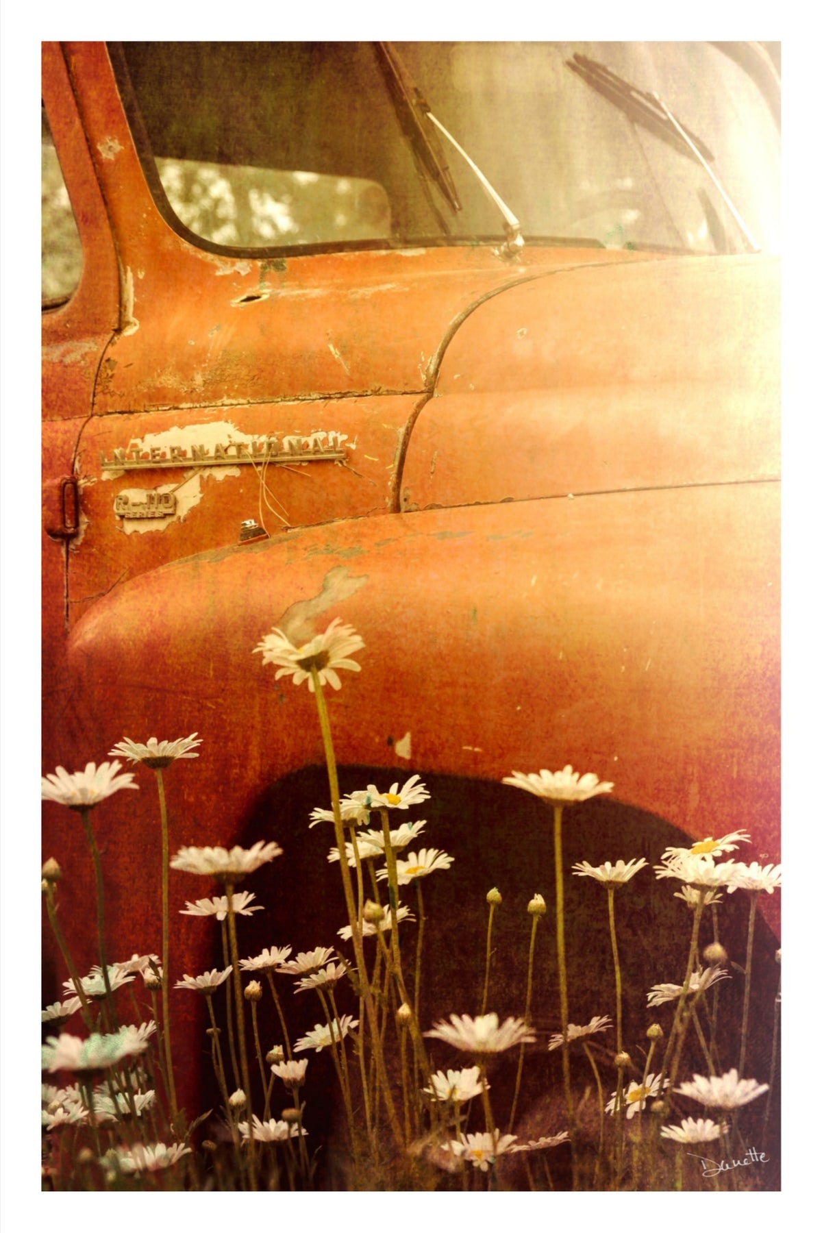 Old International R-110 Truck in Daisy Field – Rustic Flower Truck Print