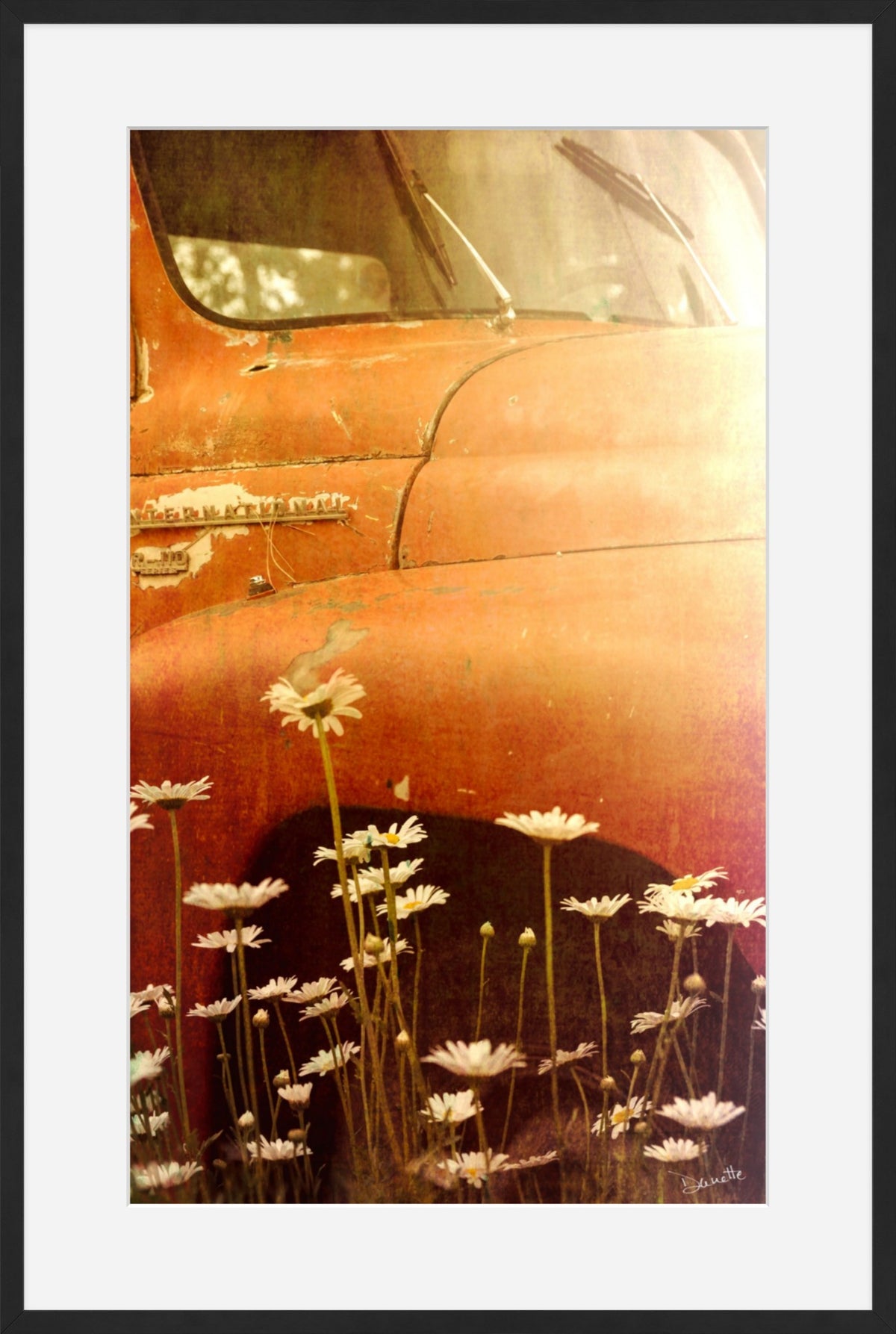 Old International R-110 Truck in Daisy Field – Rustic Flower Truck Print