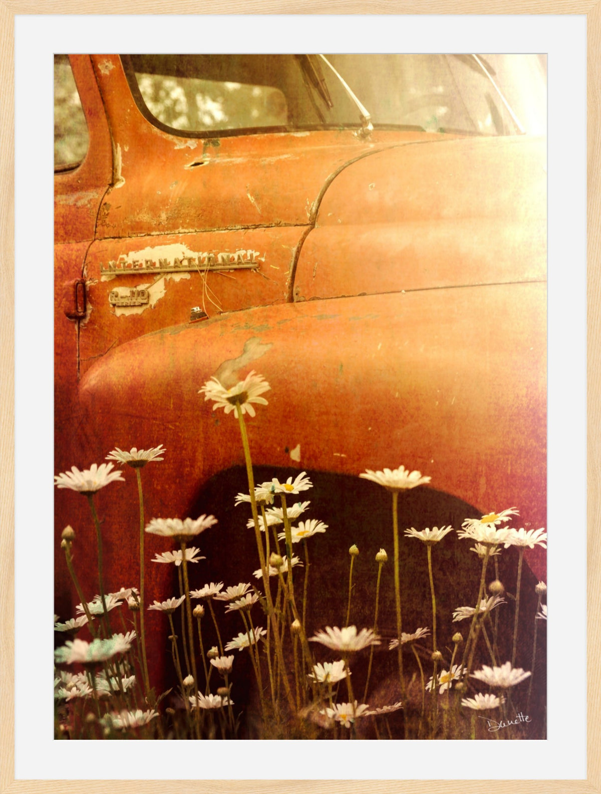 Old International R-110 Truck in Daisy Field – Rustic Flower Truck Print