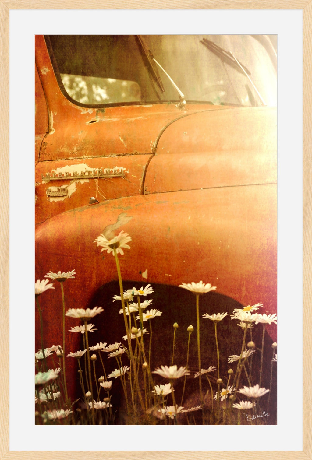 Old International R-110 Truck in Daisy Field – Rustic Flower Truck Print