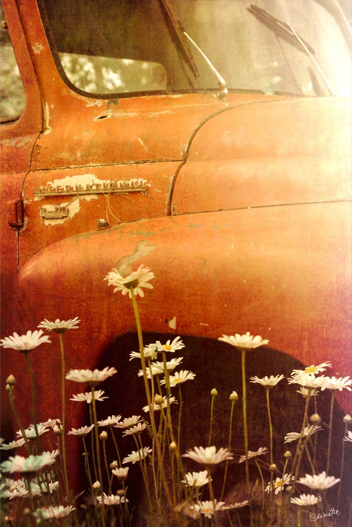 Old International R-110 Truck in Daisy Field – Rustic Flower Truck Print