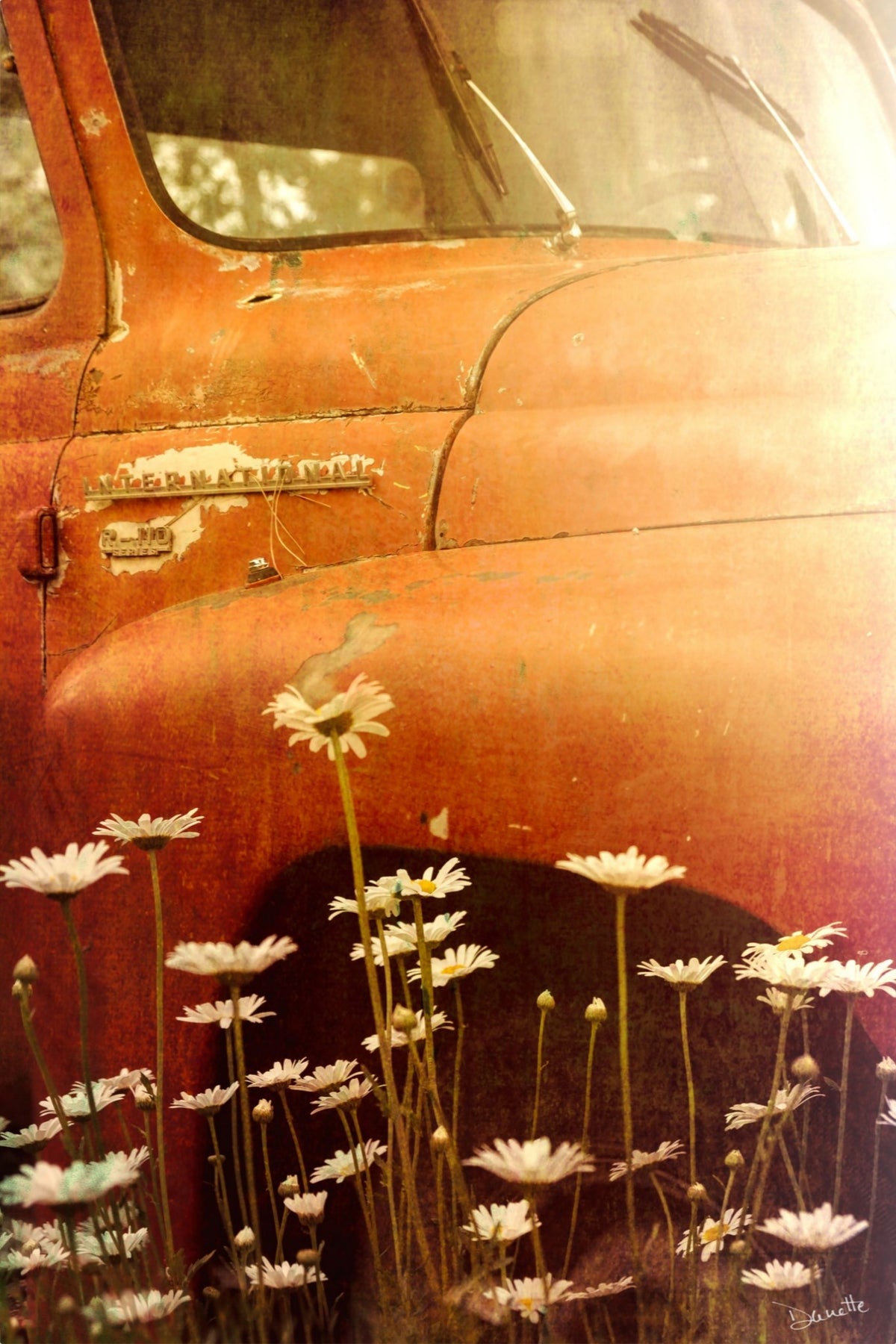 Old International R-110 Truck in Daisy Field – Rustic Flower Truck Print