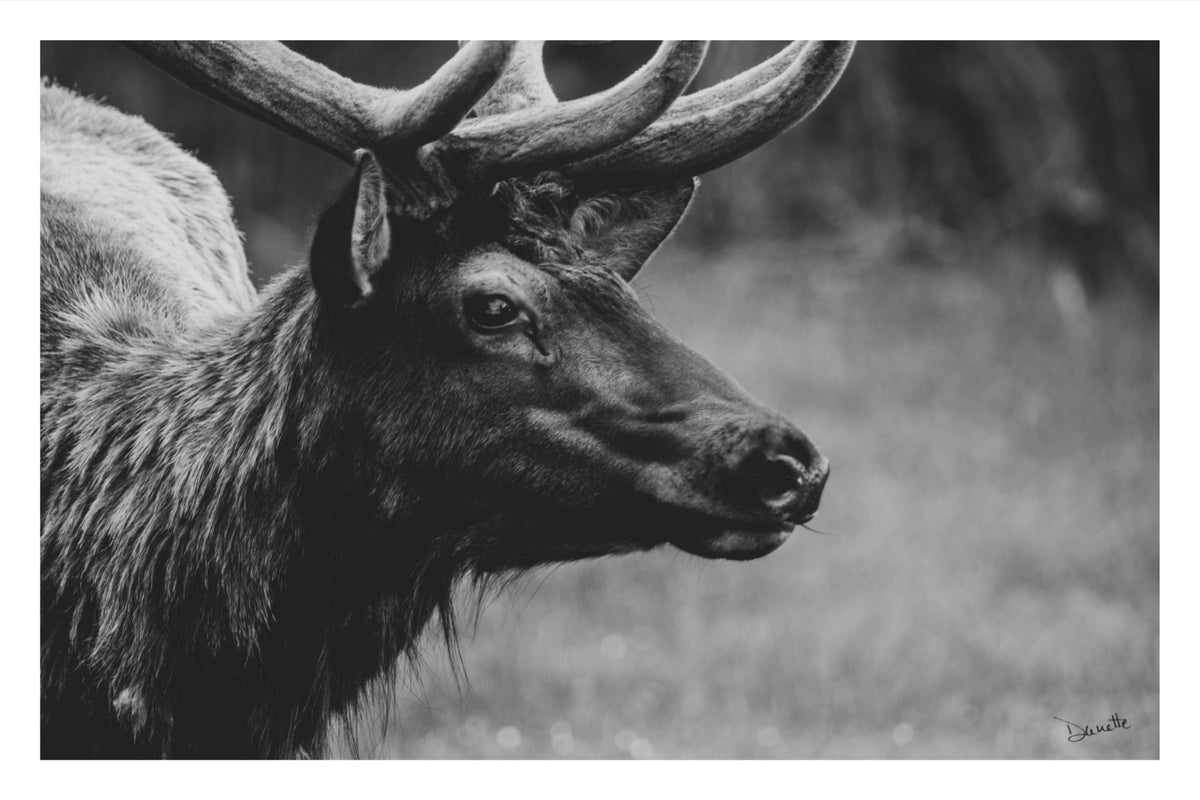 Bull Elk Western Wildlife Photography Limited Edition of 50