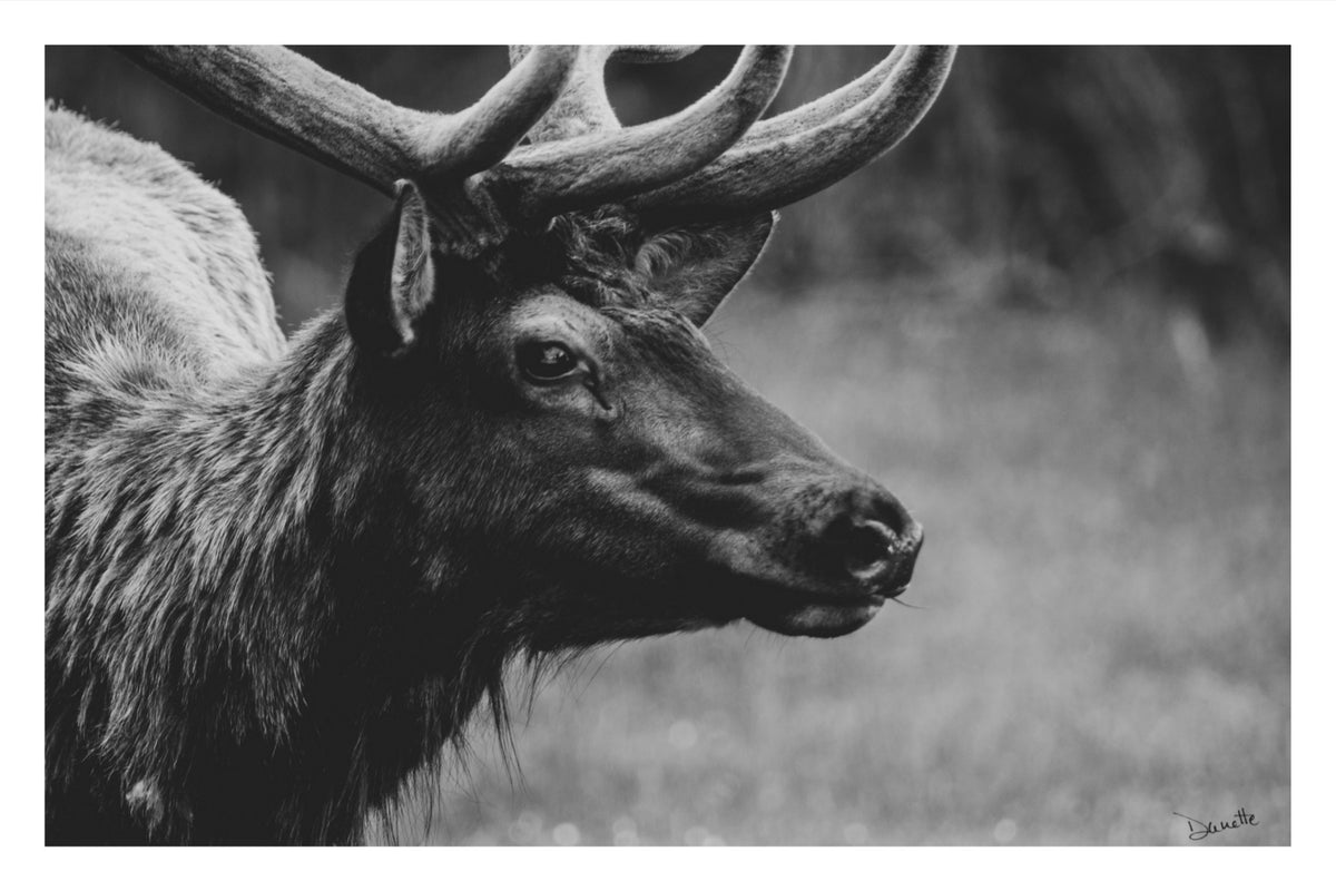 Bull Elk Western Wildlife Photography Limited Edition of 50