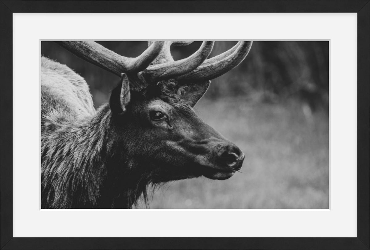 Bull Elk Western Wildlife Photography Limited Edition of 50
