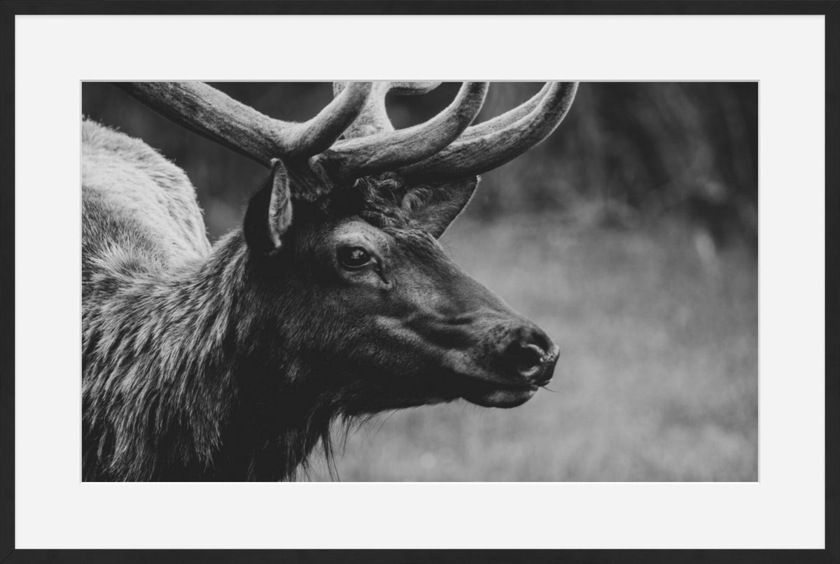 Bull Elk Western Wildlife Photography Limited Edition of 50