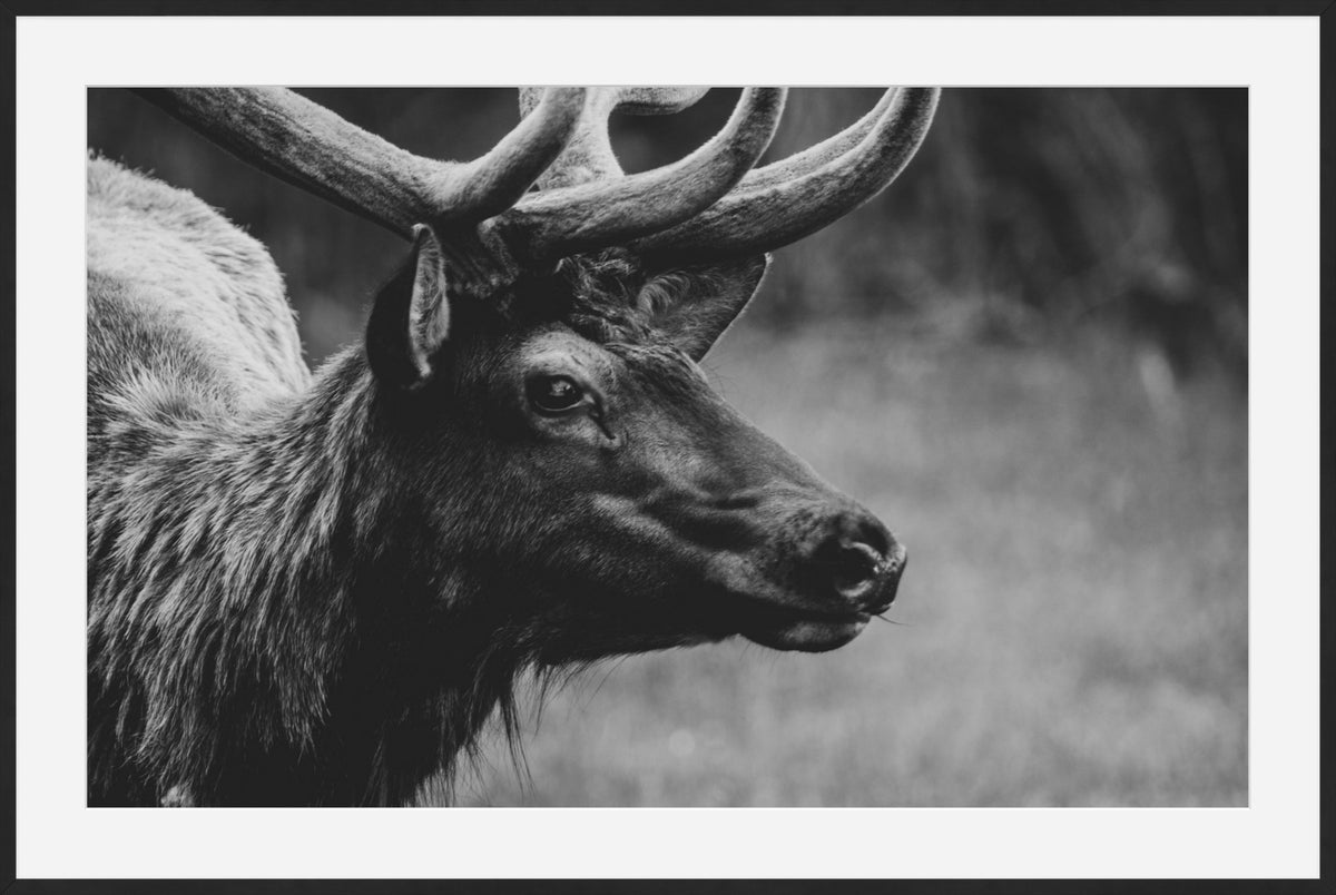 Bull Elk Western Wildlife Photography Limited Edition of 50