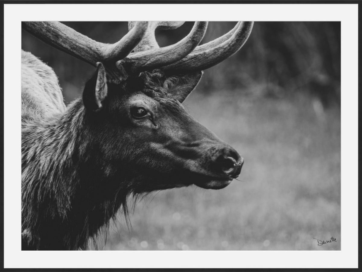Bull Elk Western Wildlife Photography Limited Edition of 50