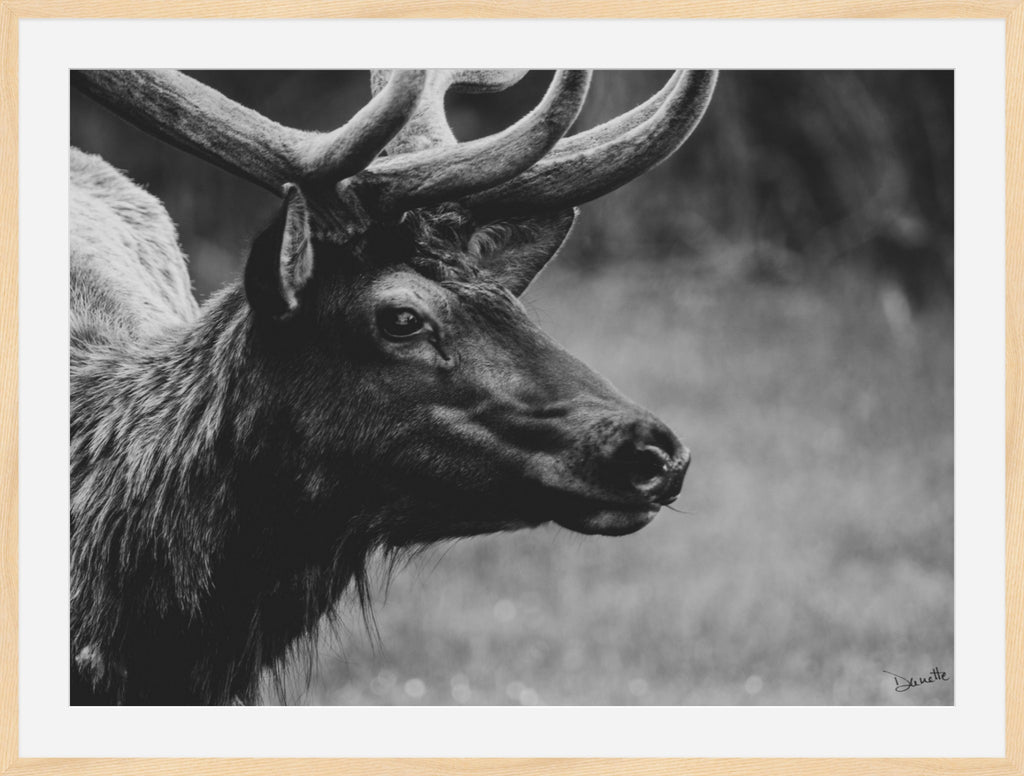 Bull Elk Western Wildlife Photography Limited Edition of 50