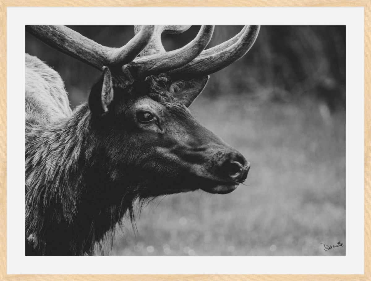 Bull Elk Western Wildlife Photography Limited Edition of 50