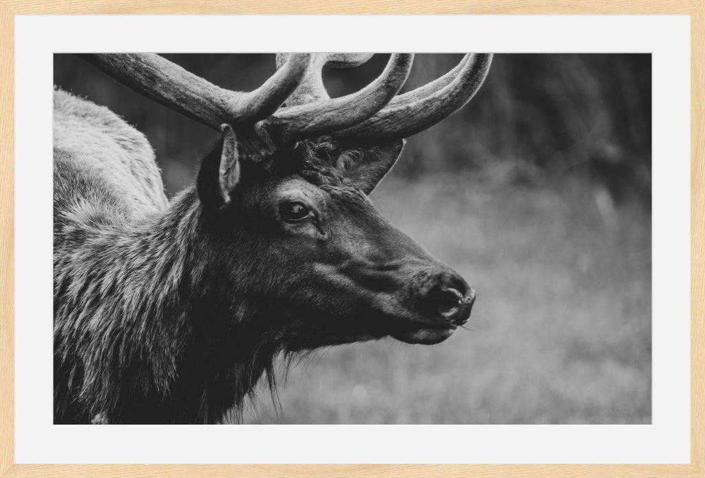 Bull Elk Western Wildlife Photography Limited Edition of 50