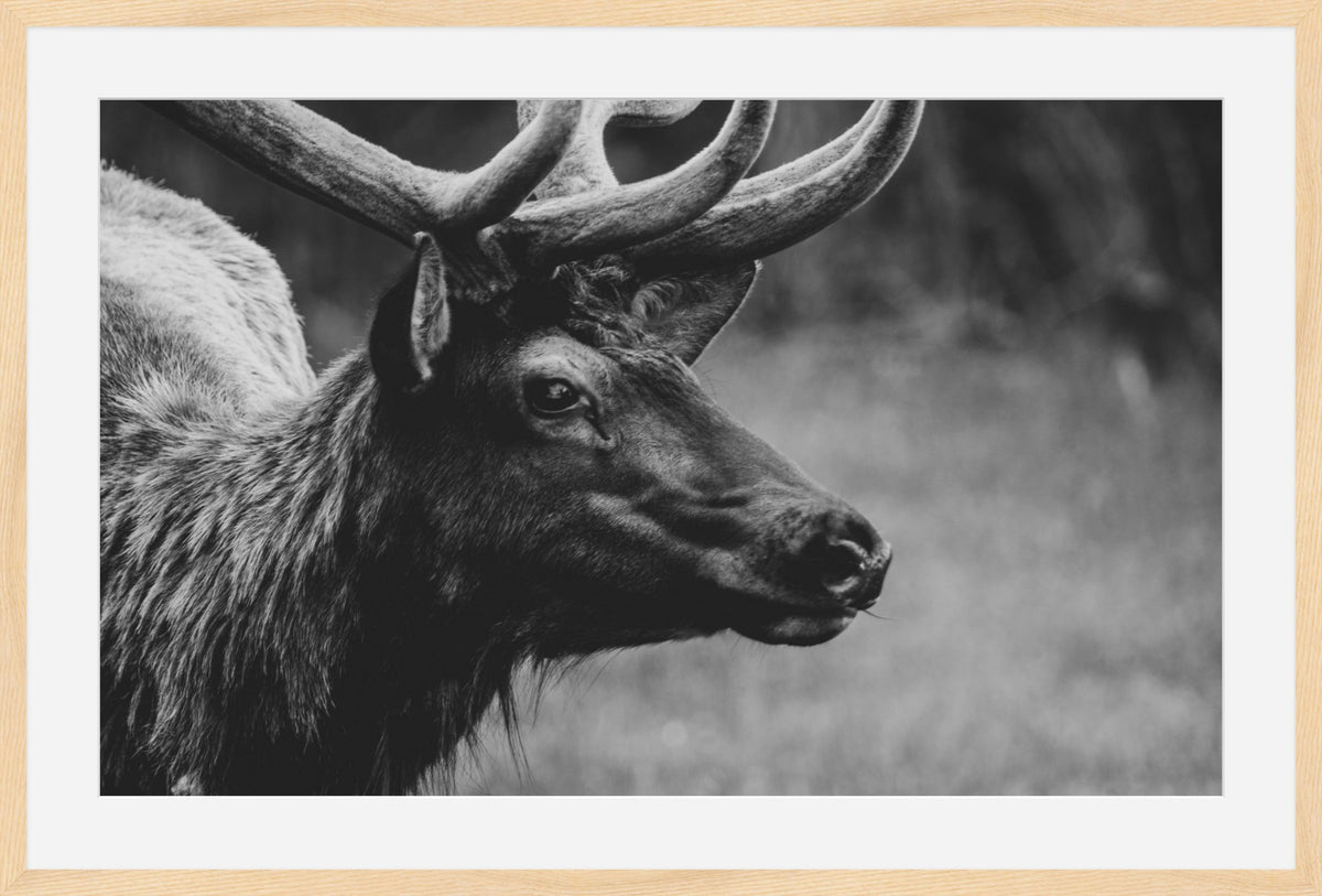 Bull Elk Western Wildlife Photography Limited Edition of 50