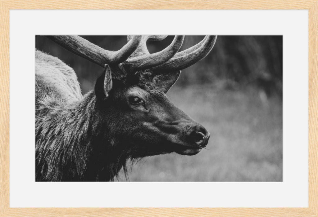 Bull Elk Western Wildlife Photography Limited Edition of 50