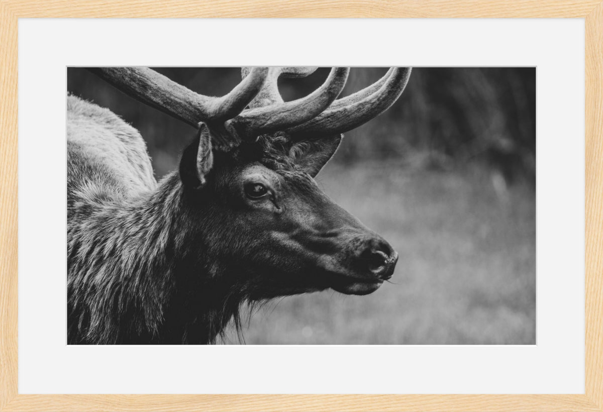 Bull Elk Western Wildlife Photography Limited Edition of 50