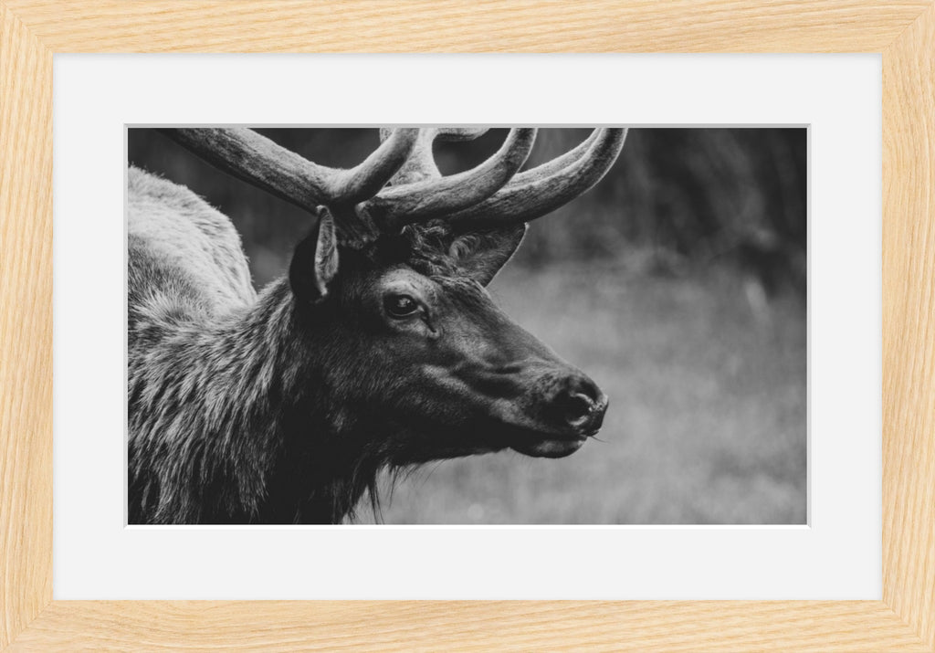 Bull Elk Western Wildlife Photography Limited Edition of 50