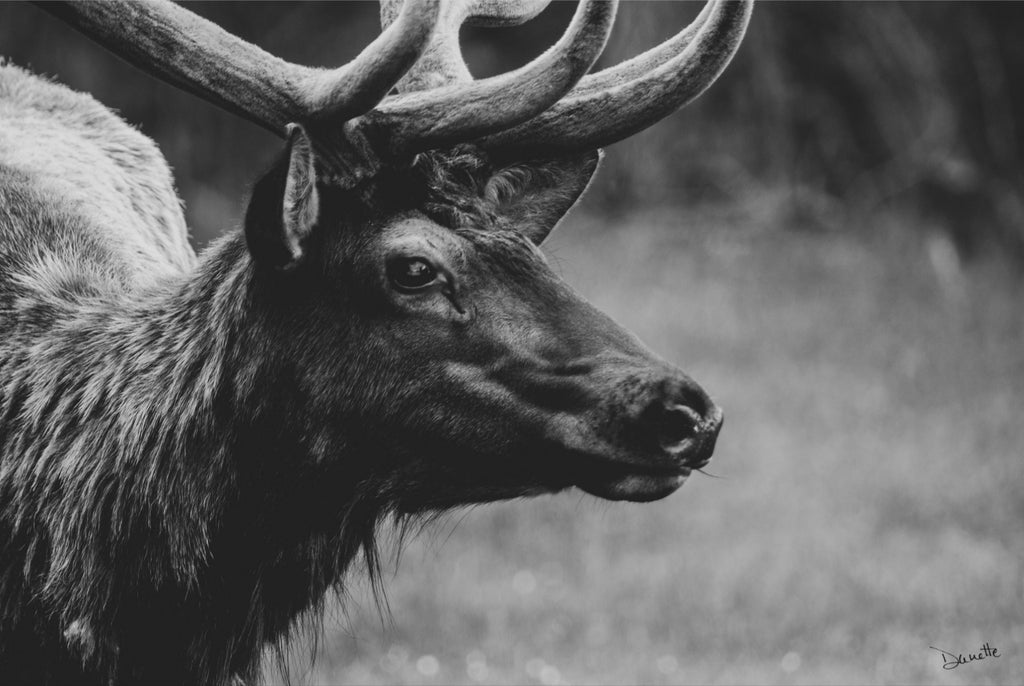Bull Elk Western Wildlife Photography Limited Edition of 50