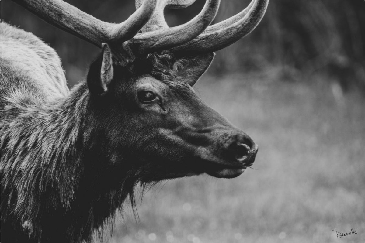 Bull Elk Western Wildlife Photography Limited Edition of 50