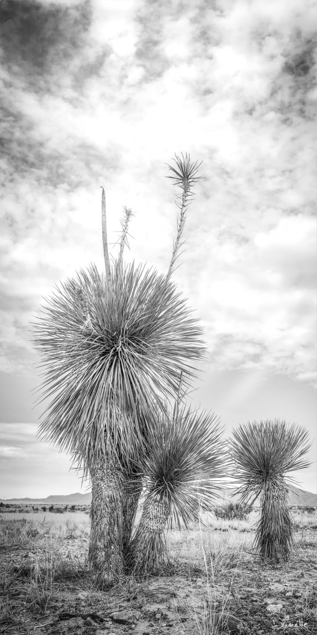 Aspero Black & White Yucca Desert Fine Art Photography Limited Edition of 50