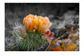 Defiant Bloom Colorado High Desert Photography Limited Edition of 50