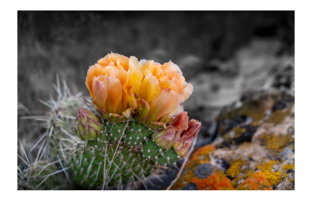 Defiant Bloom Colorado High Desert Photography Limited Edition of 50
