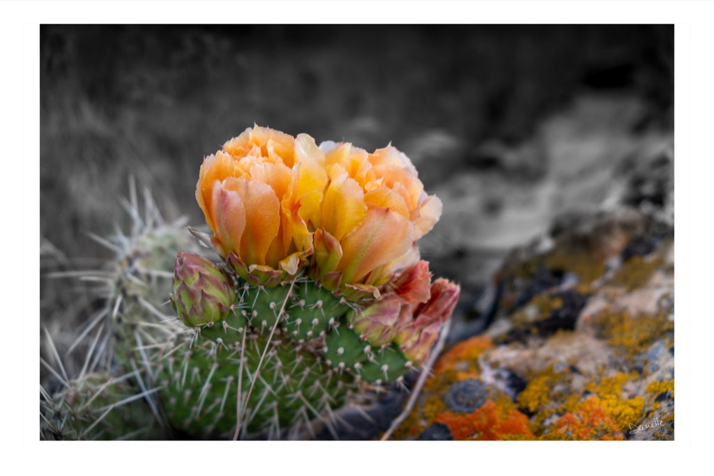 Defiant Bloom Colorado High Desert Photography Limited Edition of 50