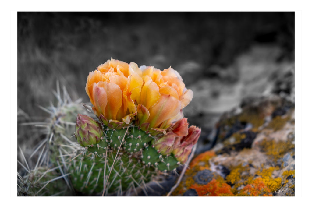 Defiant Bloom Colorado High Desert Photography Limited Edition of 50