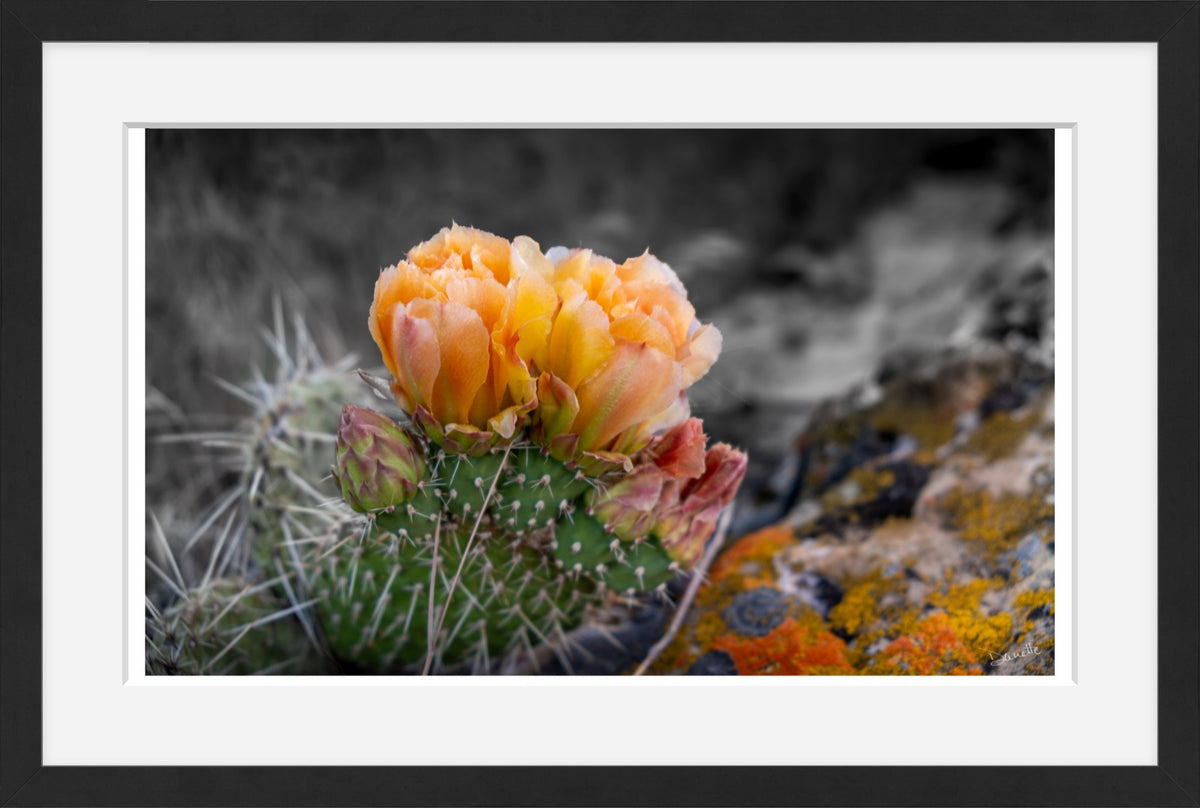 Defiant Bloom Colorado High Desert Photography Limited Edition of 50