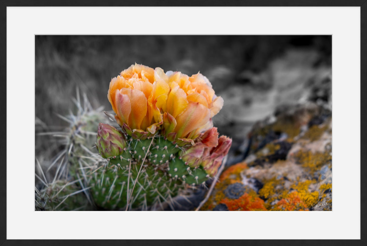 Defiant Bloom Colorado High Desert Photography Limited Edition of 50