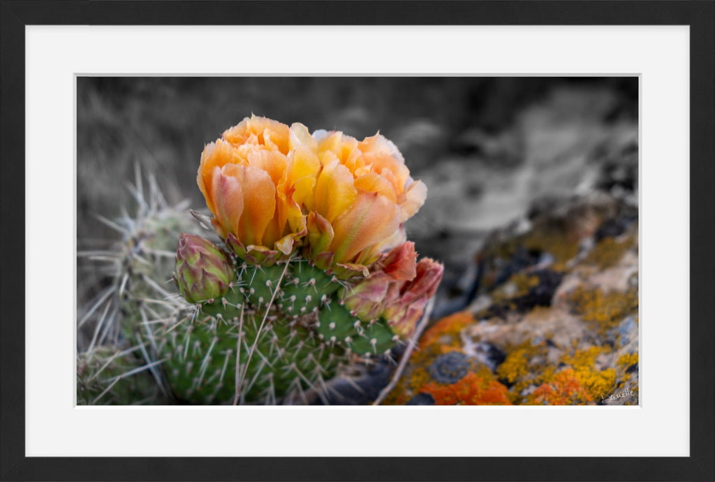 Defiant Bloom Colorado High Desert Photography Limited Edition of 50