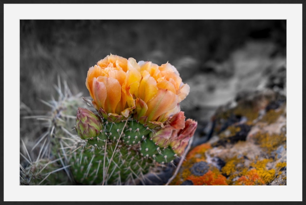 Defiant Bloom Colorado High Desert Photography Limited Edition of 50
