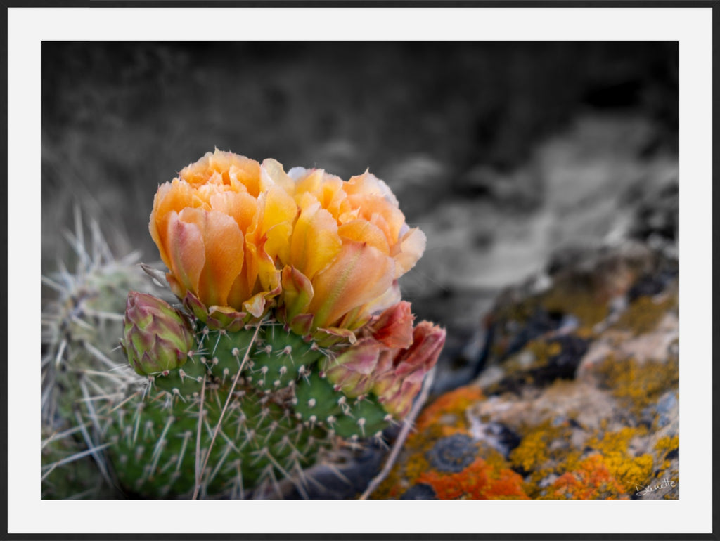 Defiant Bloom Colorado High Desert Photography Limited Edition of 50