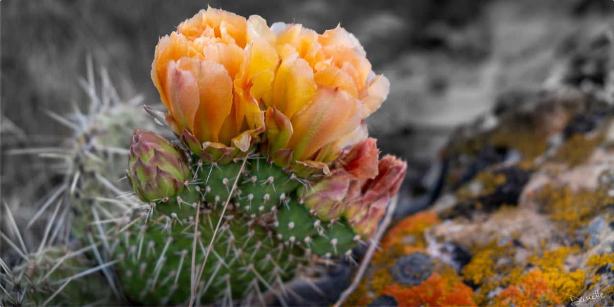 Defiant Bloom Colorado High Desert Photography Limited Edition of 50