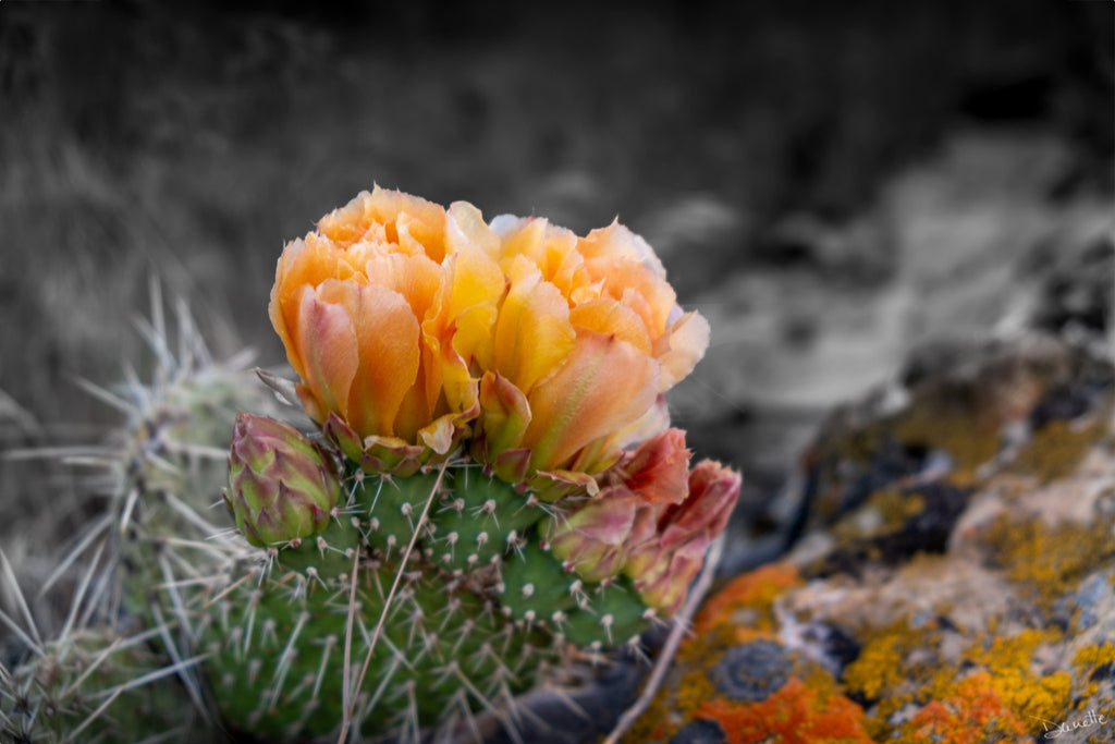 Defiant Bloom Colorado High Desert Photography Limited Edition of 50