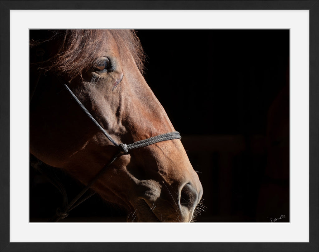 Ruth A Quiet Portrait of Equine Grace Horse Photography Limited Edition of 50