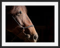 Ruth A Quiet Portrait of Equine Grace Horse Photography Limited Edition of 50