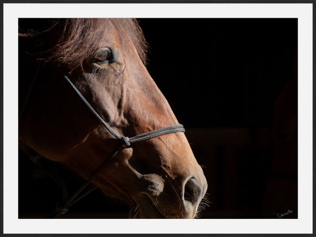 Ruth A Quiet Portrait of Equine Grace Horse Photography Limited Edition of 50