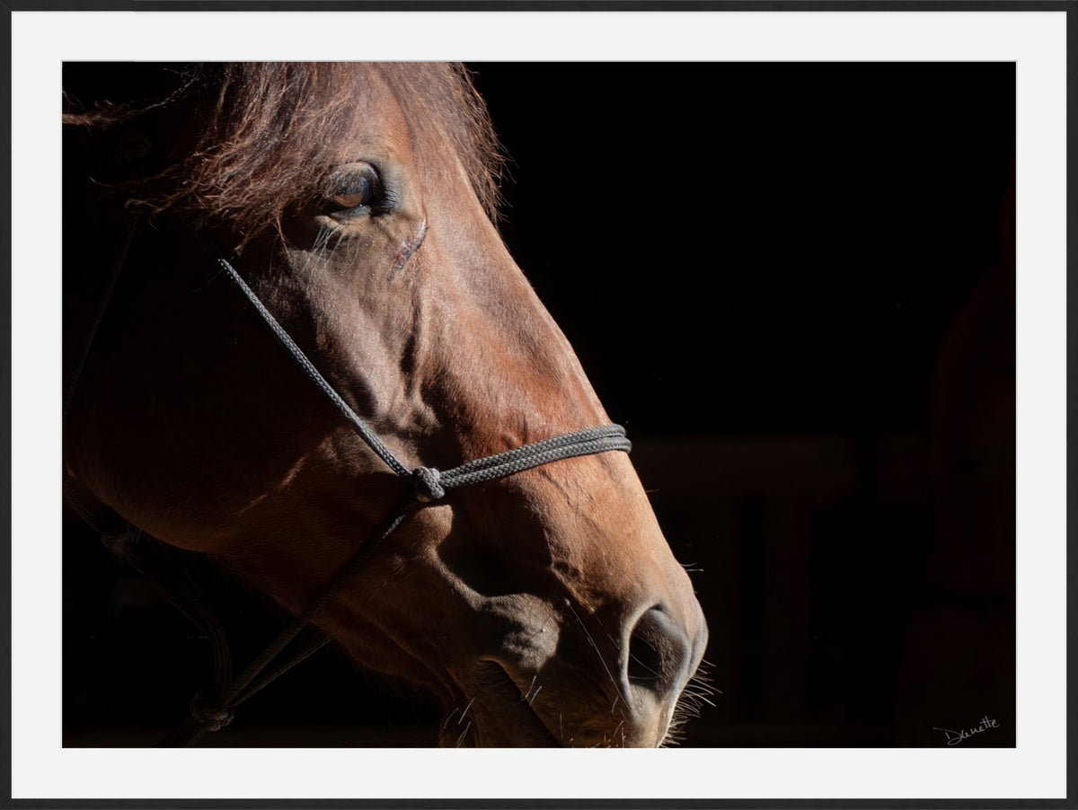 Ruth A Quiet Portrait of Equine Grace Horse Photography Limited Edition of 50