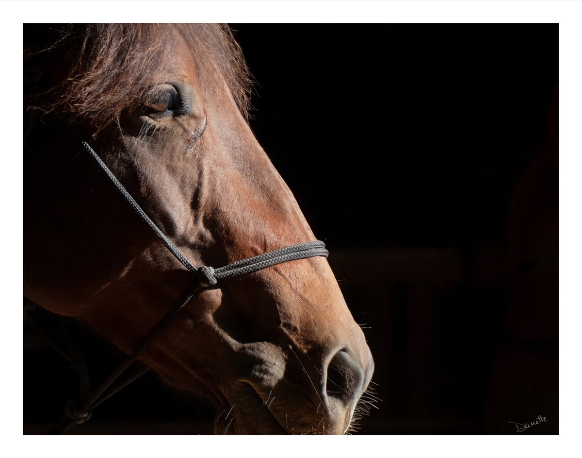 Ruth A Quiet Portrait of Equine Grace Horse Photography Limited Edition of 50